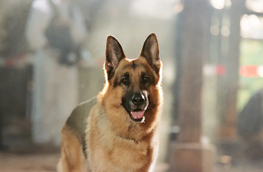 Imagen de Rex, el perro policía, ya se prepara para volver a investigar