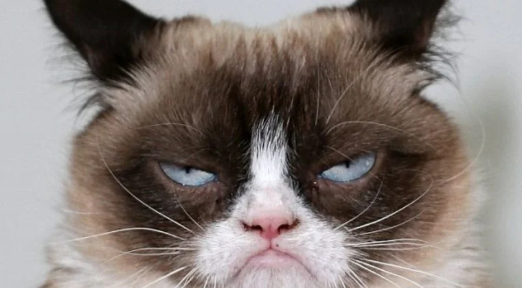 Imagen de El documental de Netflix que no deberías ver si te gustan los gatos