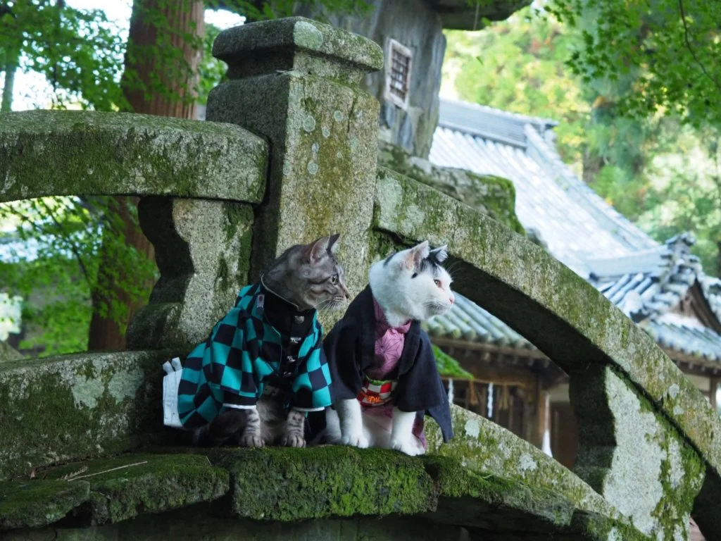 kimetsu no yaiba gatos 1