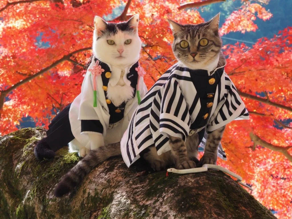 kimetsu no yaiba gatos 2