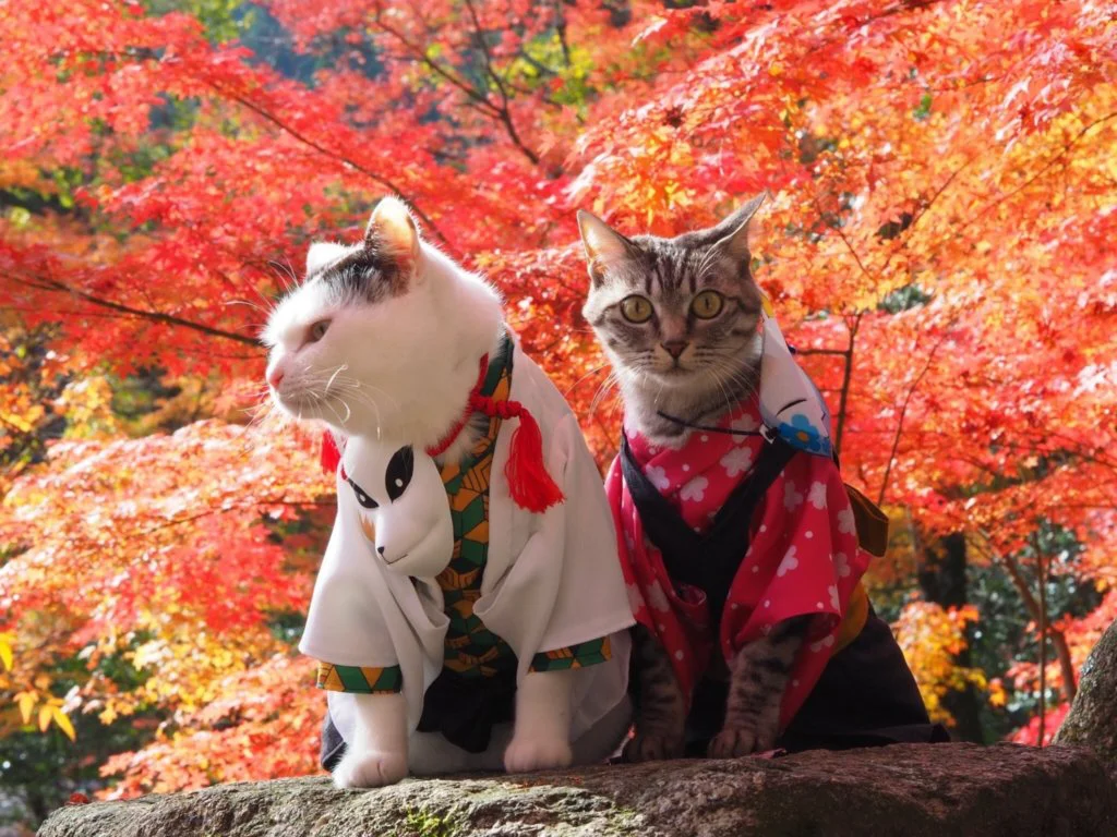 kimetsu no yaiba gatos 3