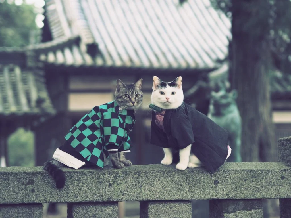 kimetsu no yaiba gatos 5