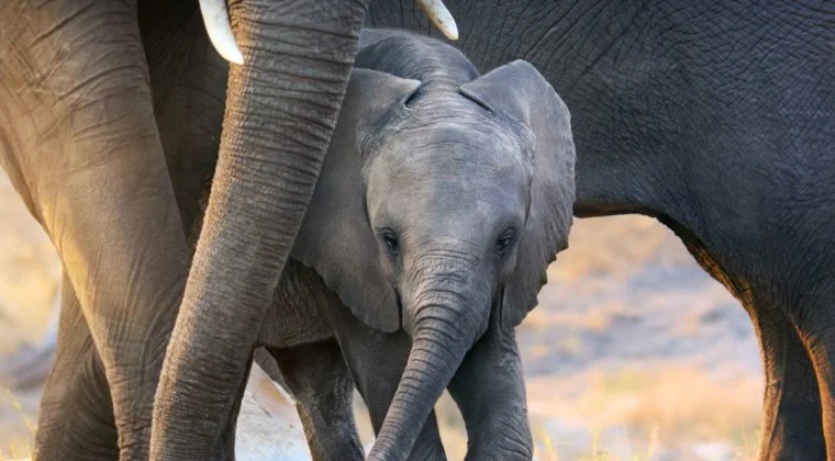 Imagen de Disney Plus estrena Elephant, un documental narrado por Megan Markle