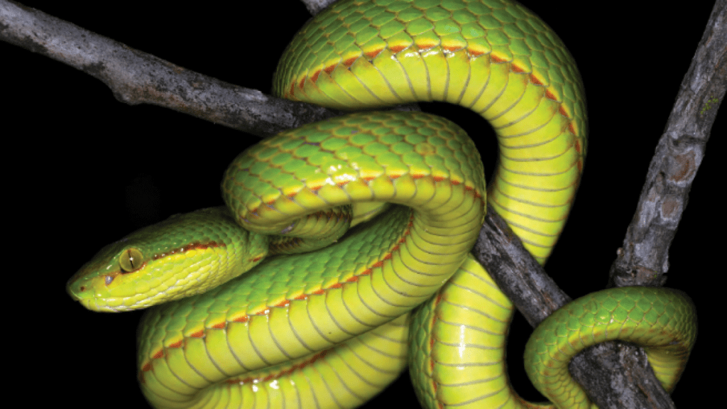 trimeresurus salazar