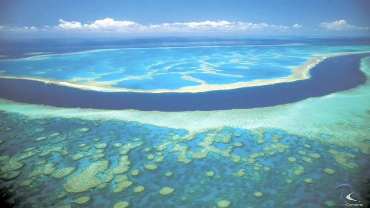 fortnite coral