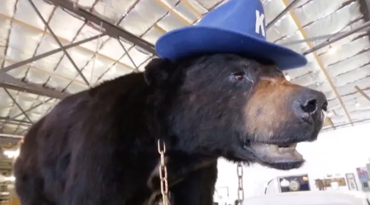 Imagen de Elizabeth Banks dirigirá una película sobre la historia real de un oso que murió por sobredosis de cocaína