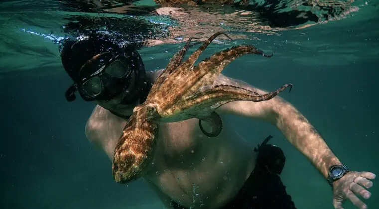 Imagen de Lo que el Pulpo me Enseñó: el curioso documental que ha ganado el Oscar y puedes ver en Netflix