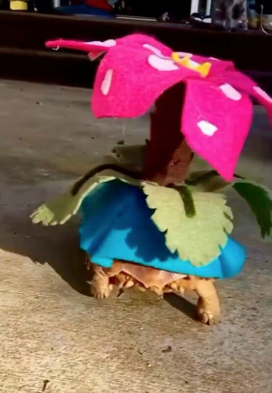 cosplay Pokemon Venusaur Tortuga