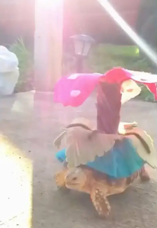 Venusaur cosplay tortuga