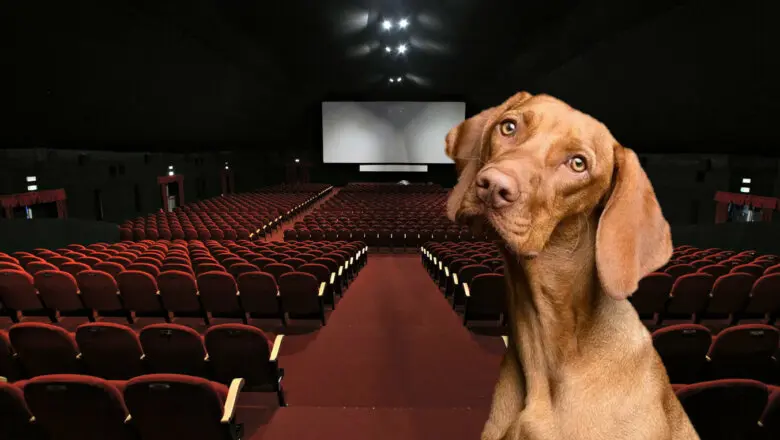 cine perros
