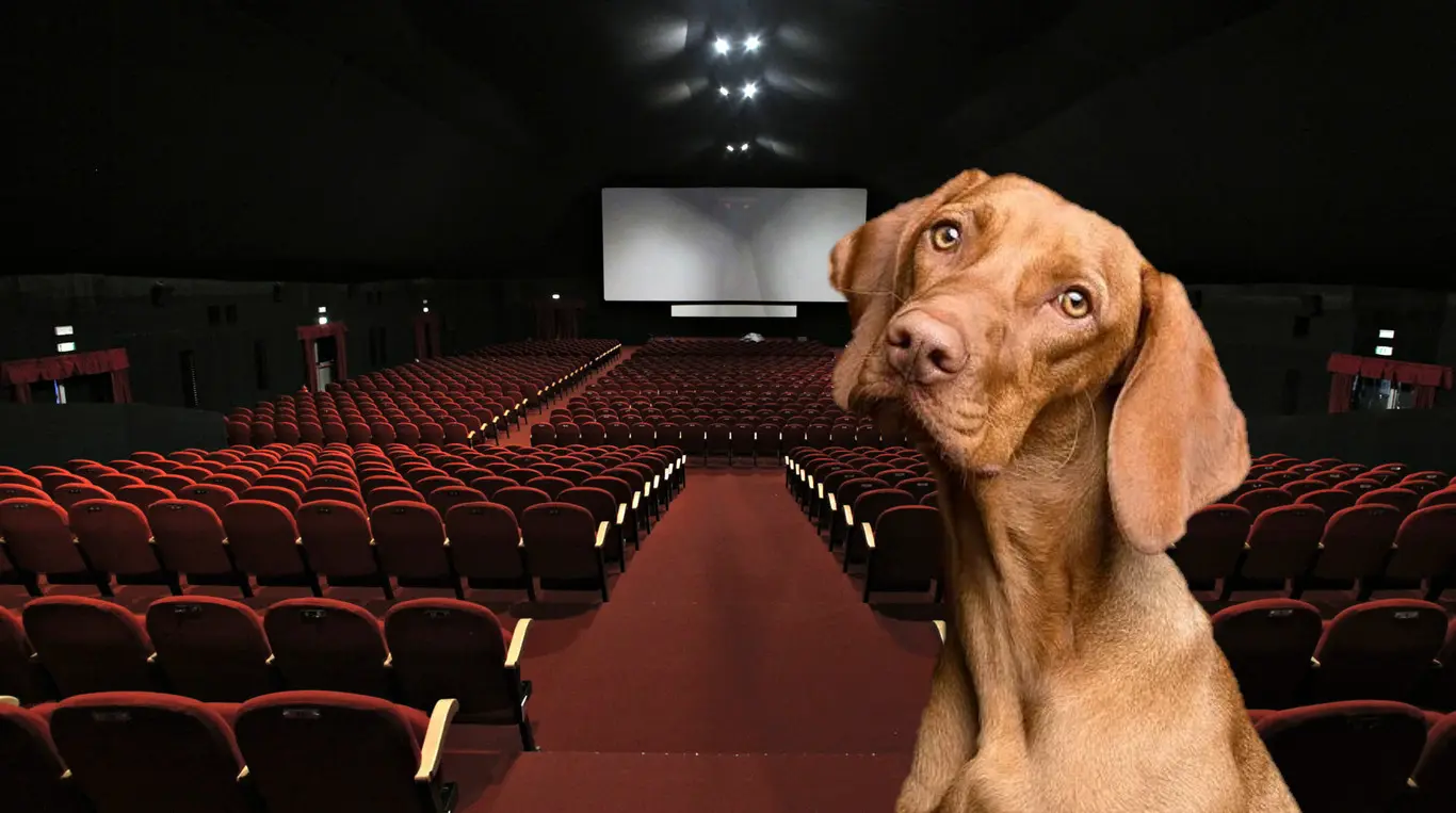 cine perros