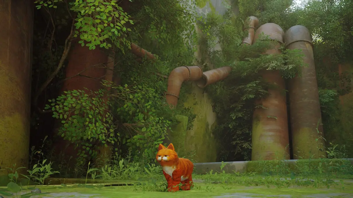 garfield stray