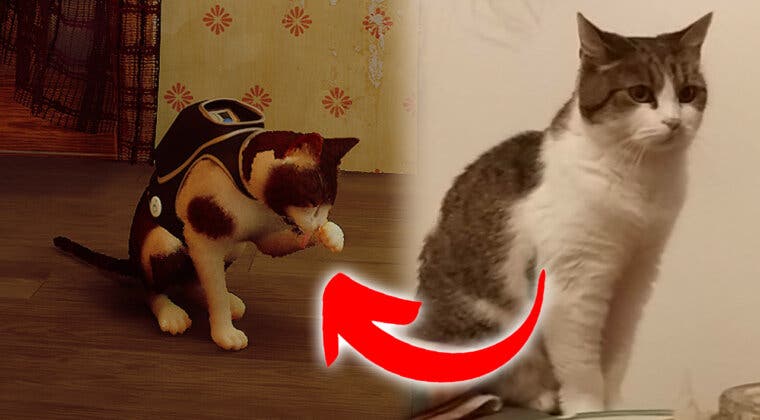 Imagen de Un fan de Stray hace un mod para meter en el juego... ¡a su propio gato!