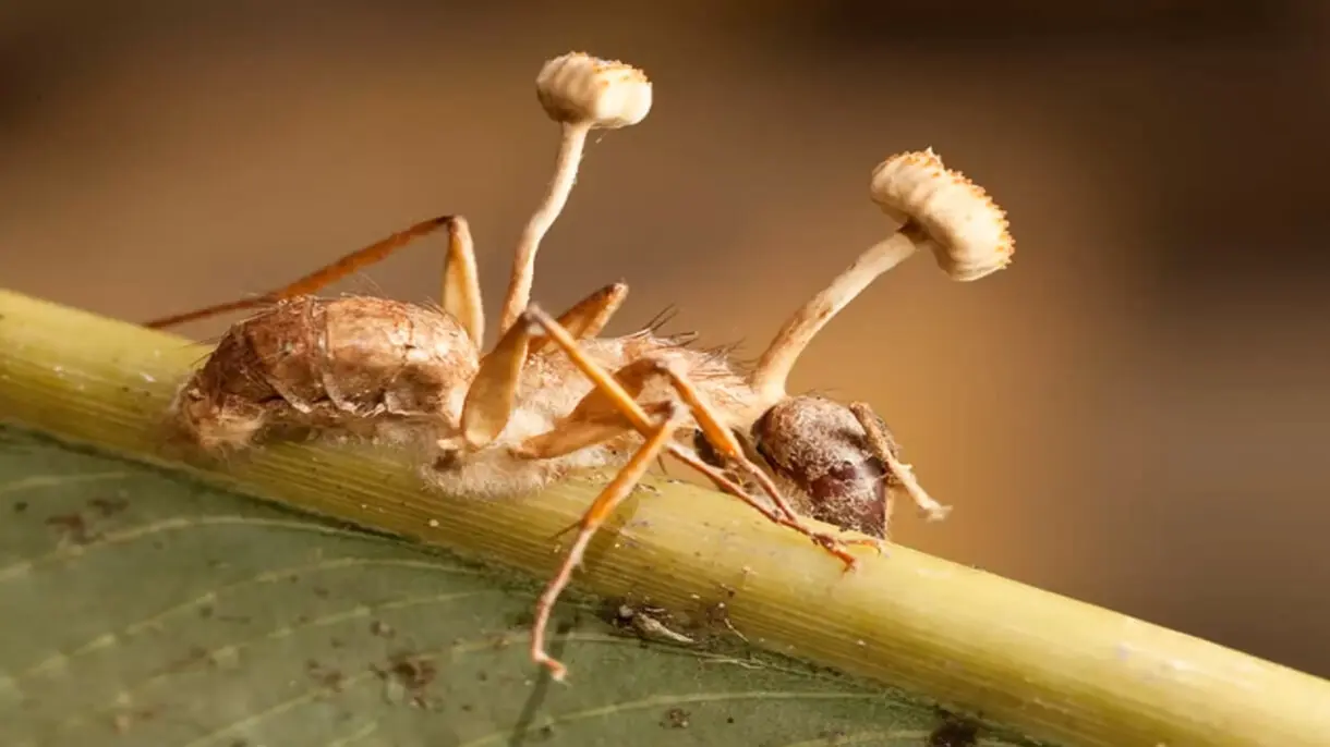 hormiga