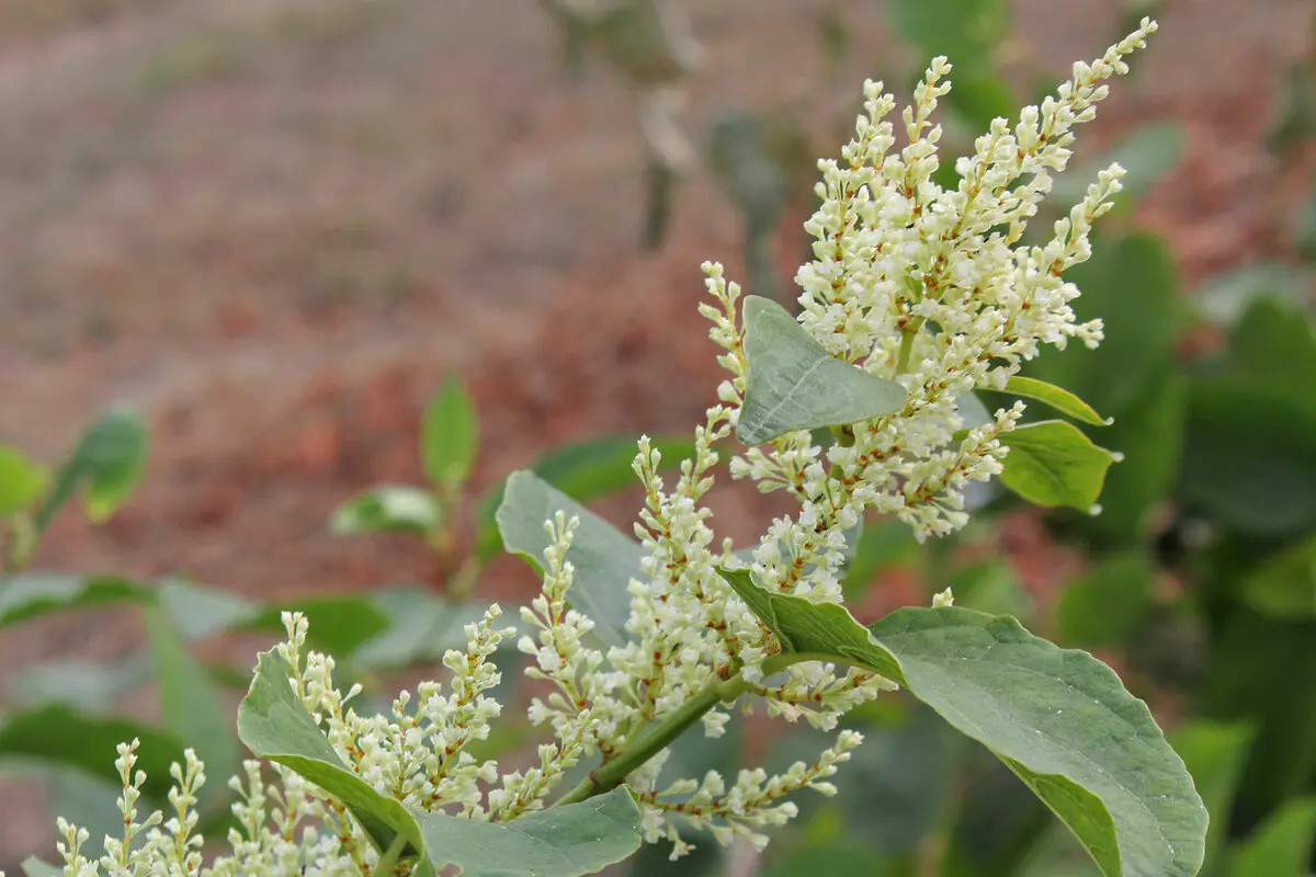fallopia japonica