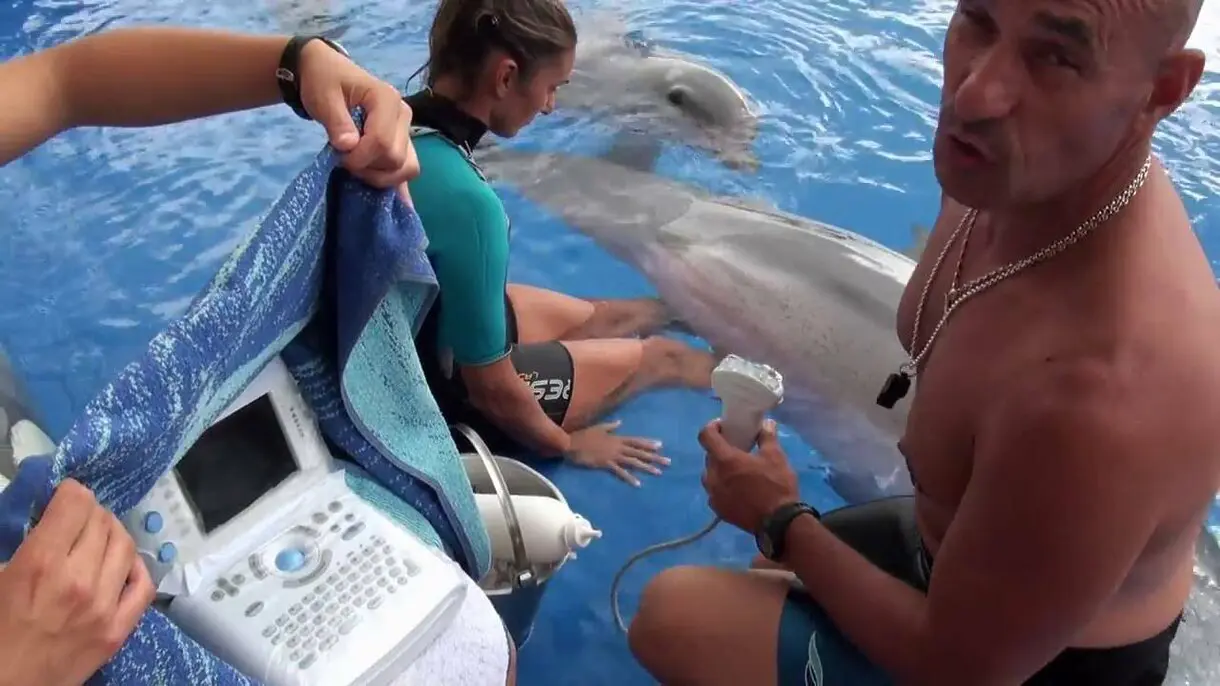 rey de los delfines netflix