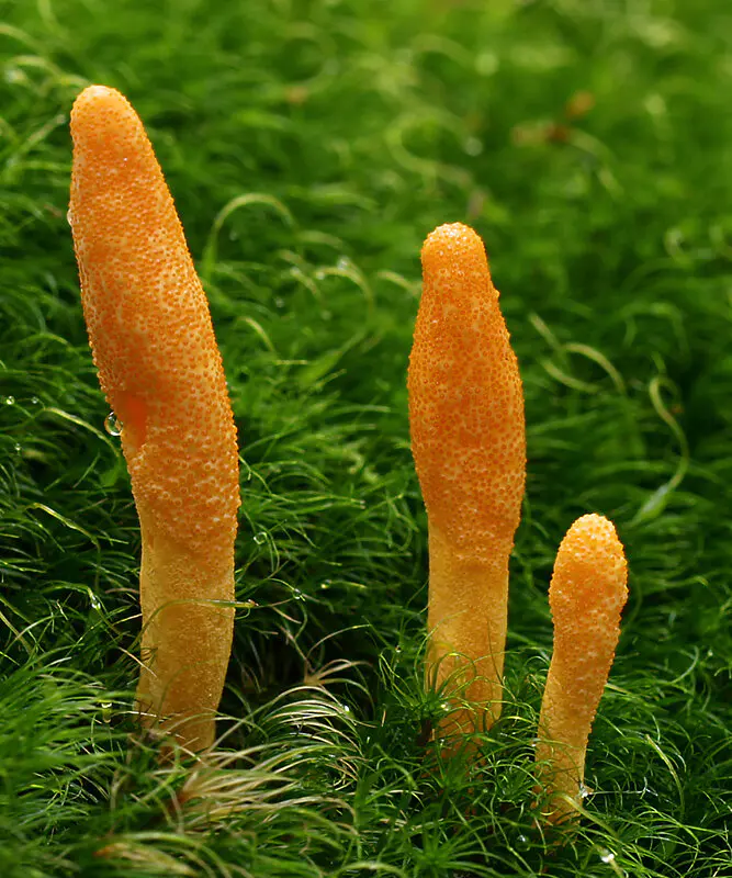 the last of us cordyceps