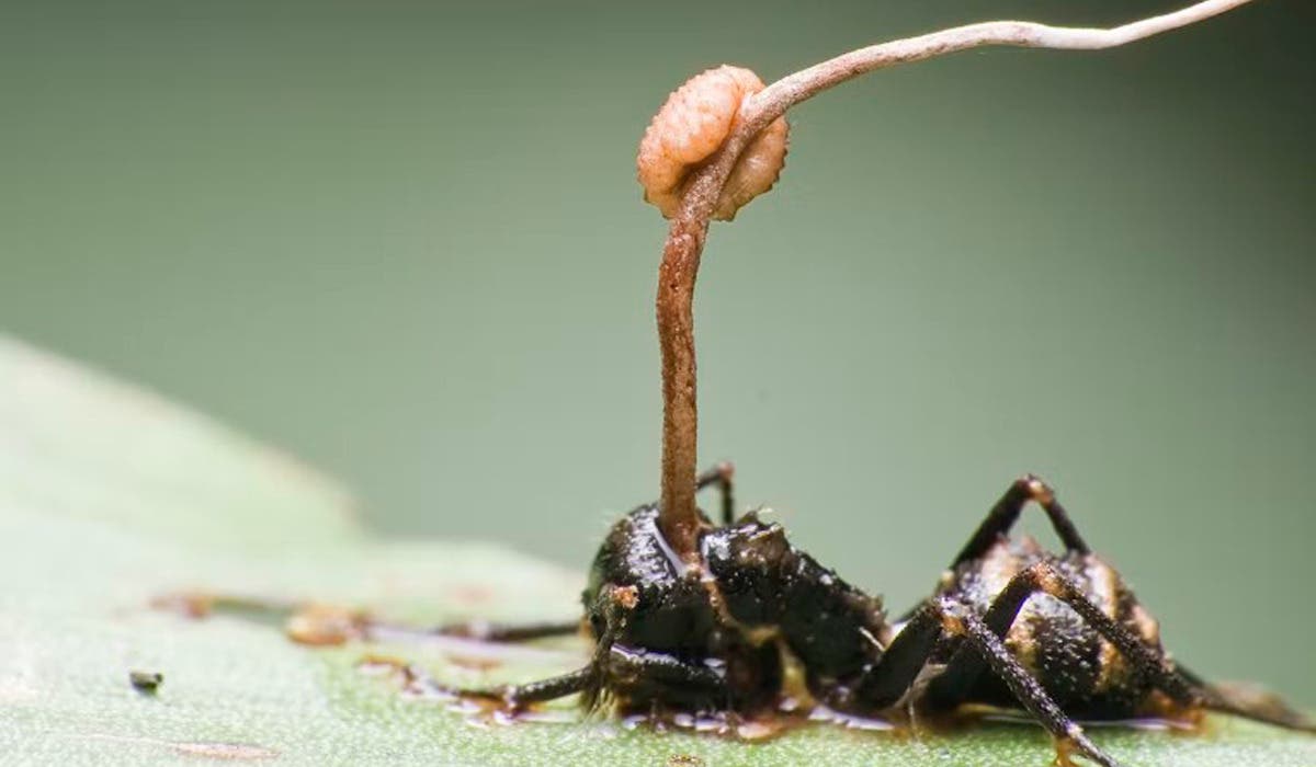 hormiga cordyceps