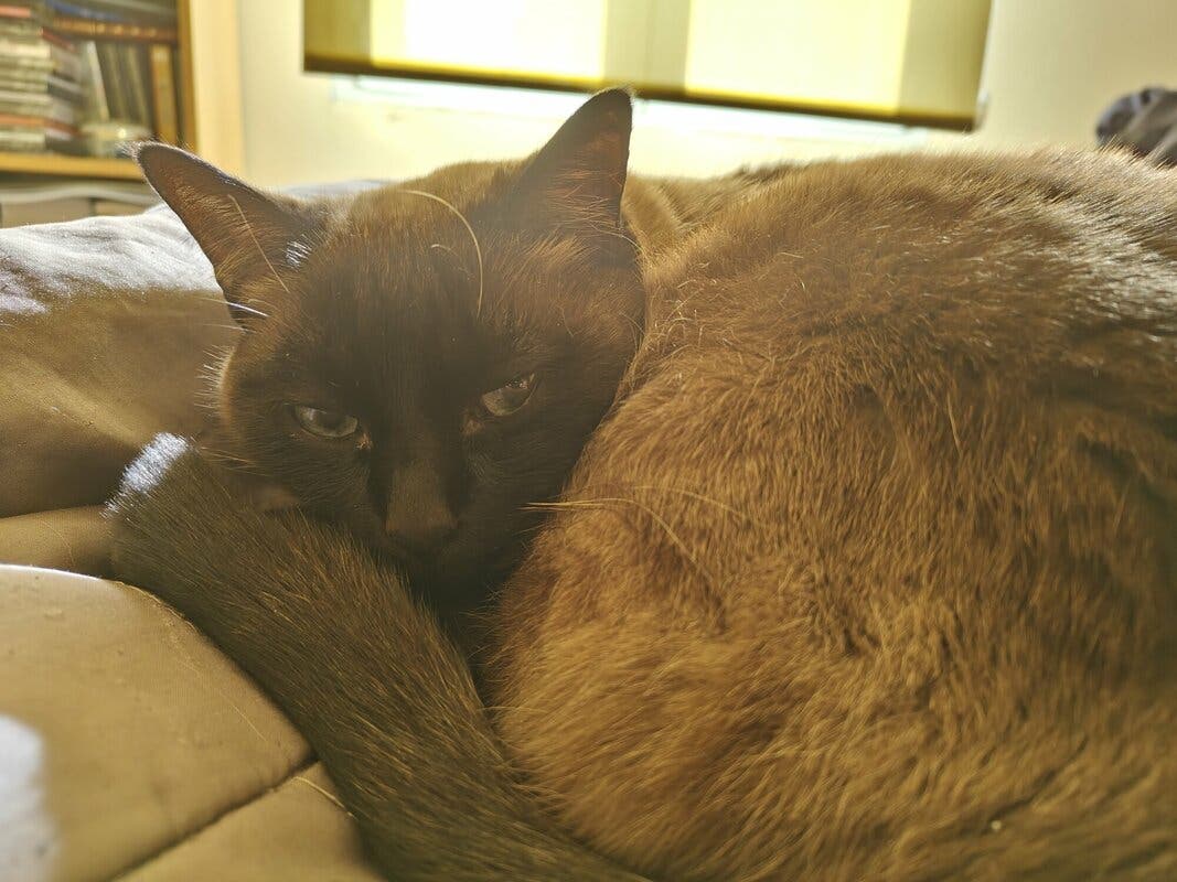 Fotografía de mi gato Pelusa con el OnePlus 11