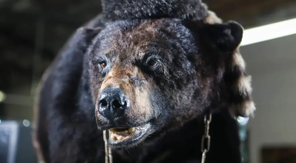 oso vicioso