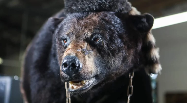 Imagen de La historia real tras Oso vicioso: el inédito caso de un oso puesto hasta arriba de cocaína
