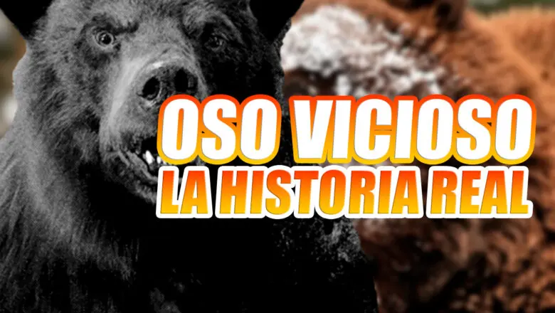 oso vicioso historia real