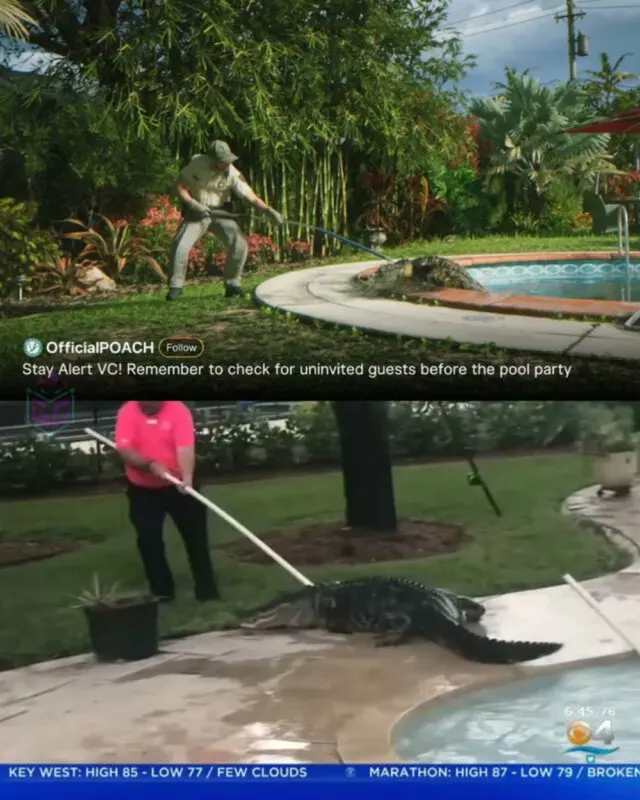 En Florida encontrarse un caimán es de lo más normal