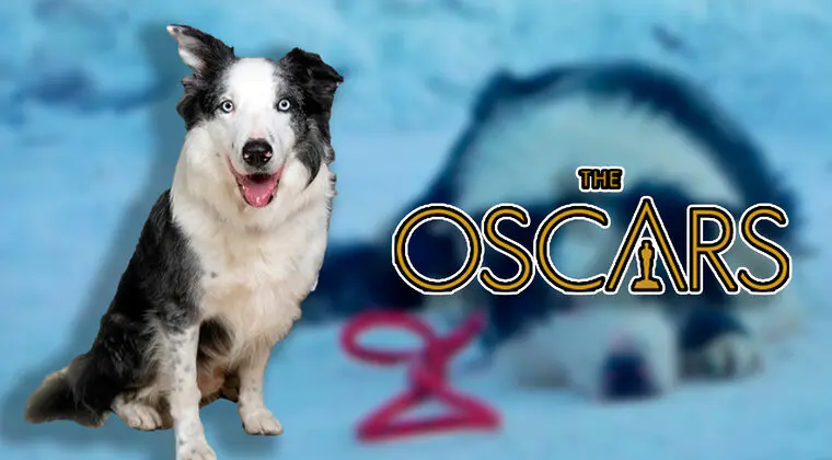 Imagen de ¿Quién es Messi, el perrito que ha arrasado en los Oscar 2024 (y que ha hecho pipí en la estrella de Matt Damon)?