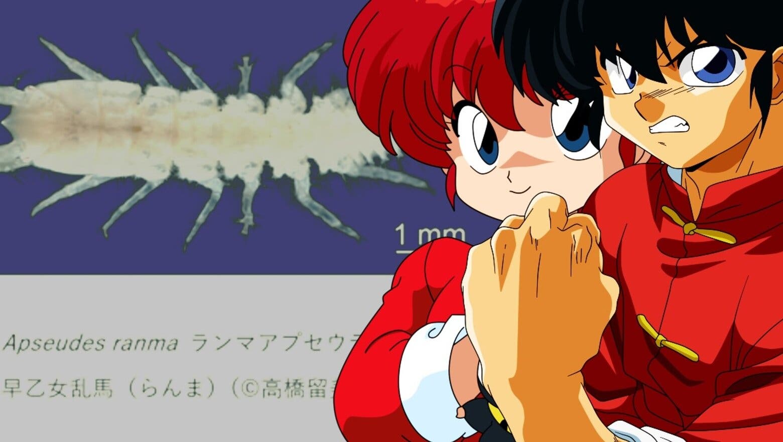 ranma crustaceo (1)