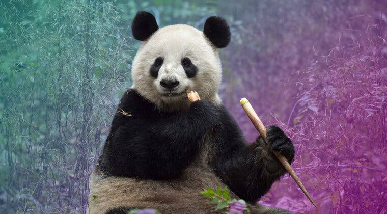 Imagen de Este es el dinero que cuesta alquilar un panda de China