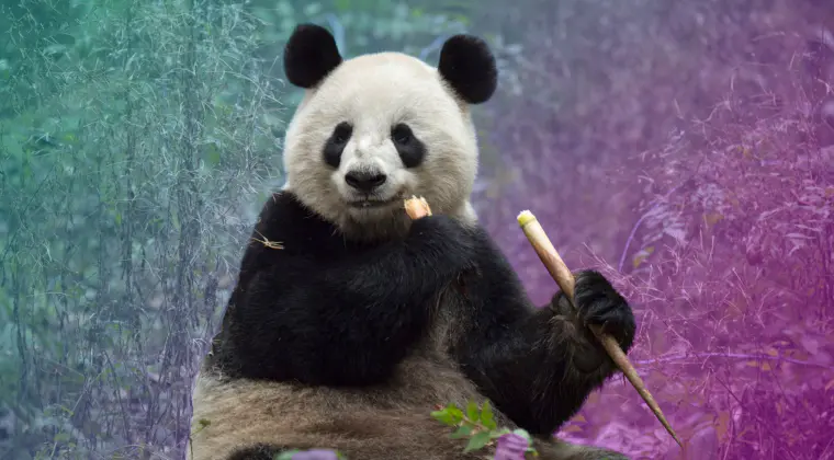 Imagen de Este es el dinero que cuesta alquilar un panda de China