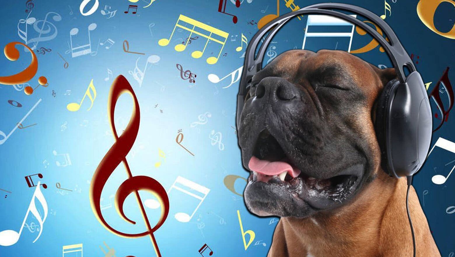 ¿Cuál es el género de música favorito de los perros? Descubre el ritmo musical de tu mascota