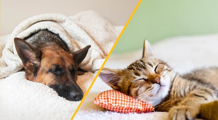 Imagen de ¿Con qué sueñan los perros y los gatos? Esto es lo que viven tus mascotas cuando están durmiendo