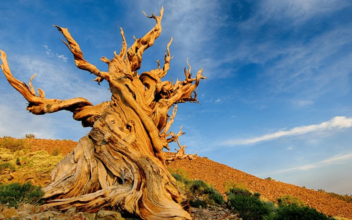 El árbol más antiguo del mundo: ¿Cuál es y dónde se encuentra?