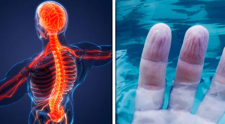 Imagen de ¿Por qué se nos arrugan las manos cuando estamos mucho tiempo bajo el agua?