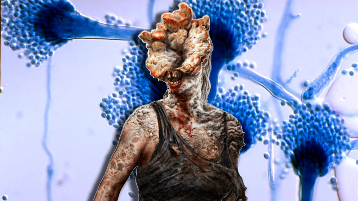 aspergillus the last of us