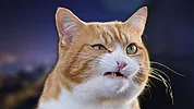 Imagen de Tú gato aprendió a maullar solo para manipularte  y no lo sabías, apunta estos secretos