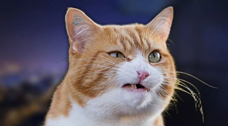 Imagen de Tú gato aprendió a maullar solo para manipularte  y no lo sabías, apunta estos secretos