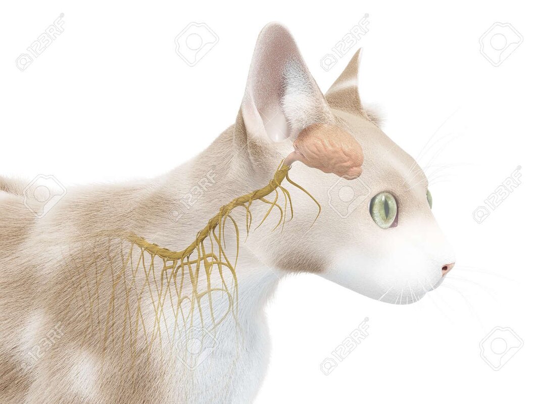 gato