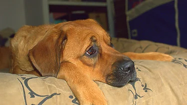 Imagen de ¿Cómo puedo saber si mi perro está aburrido? Estos gestos te están avisando