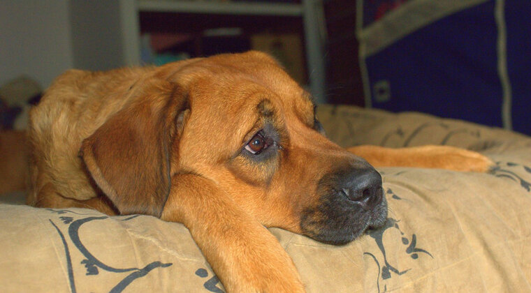 Imagen de ¿Cómo puedo saber si mi perro está aburrido? Estos gestos te están avisando