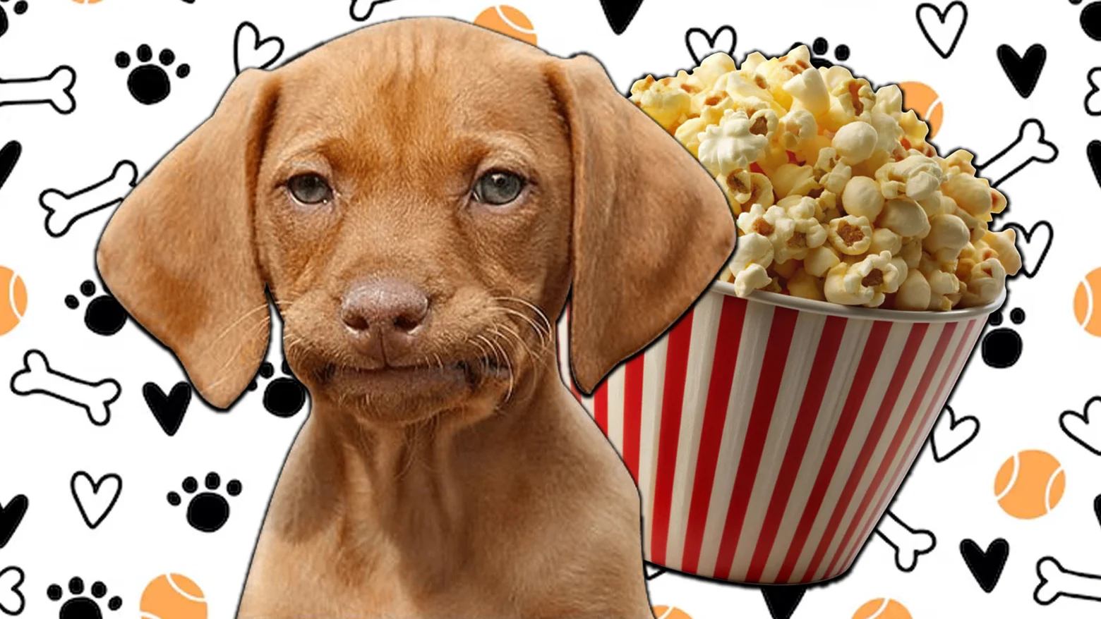 ¿Por qué las patas de tu perro huelen a palomitas? La explicación te sorprenderá