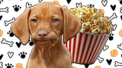 Imagen de ¿Por qué las patas de tu perro huelen a palomitas? La explicación te sorprenderá