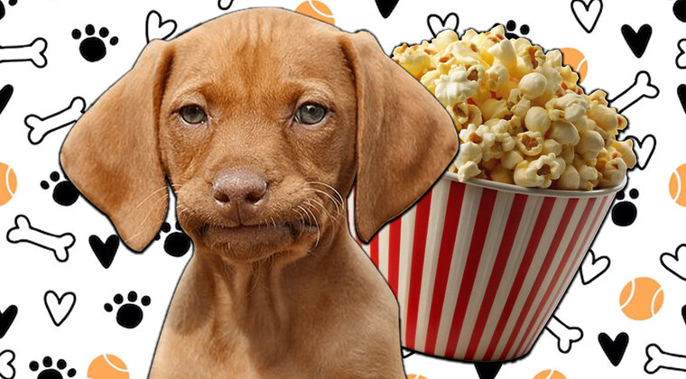 Imagen de ¿Por qué las patas de tu perro huelen a palomitas? La explicación te sorprenderá