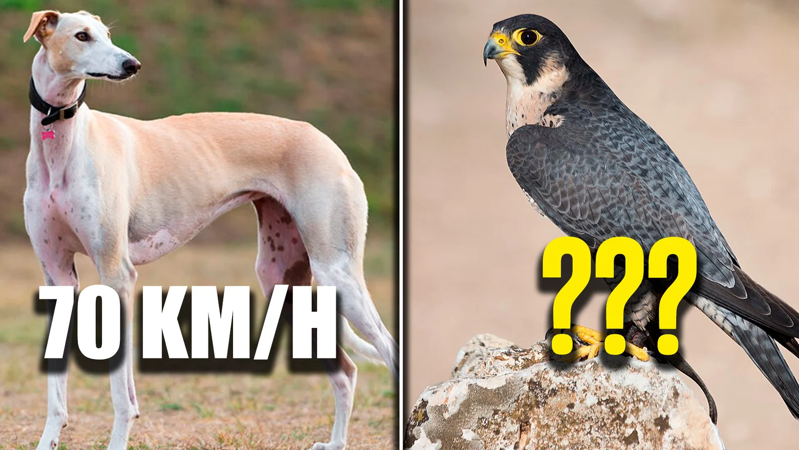 Animales muy rápidos
