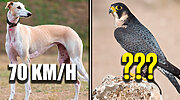 Imagen de ¿Cuál es el animal más rápido del planeta? Así queda el top 10 y los primeros puestos son para no créerselos
