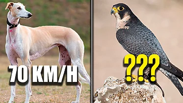 Imagen de ¿Cuál es el animal más rápido del planeta? Así queda el top 10 y los primeros puestos son para no créerselos