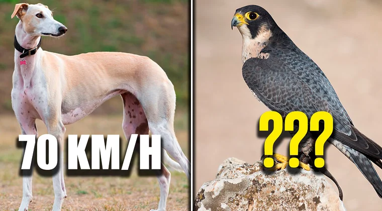 Imagen de ¿Cuál es el animal más rápido del planeta? Así queda el top 10 y los primeros puestos son para no créerselos