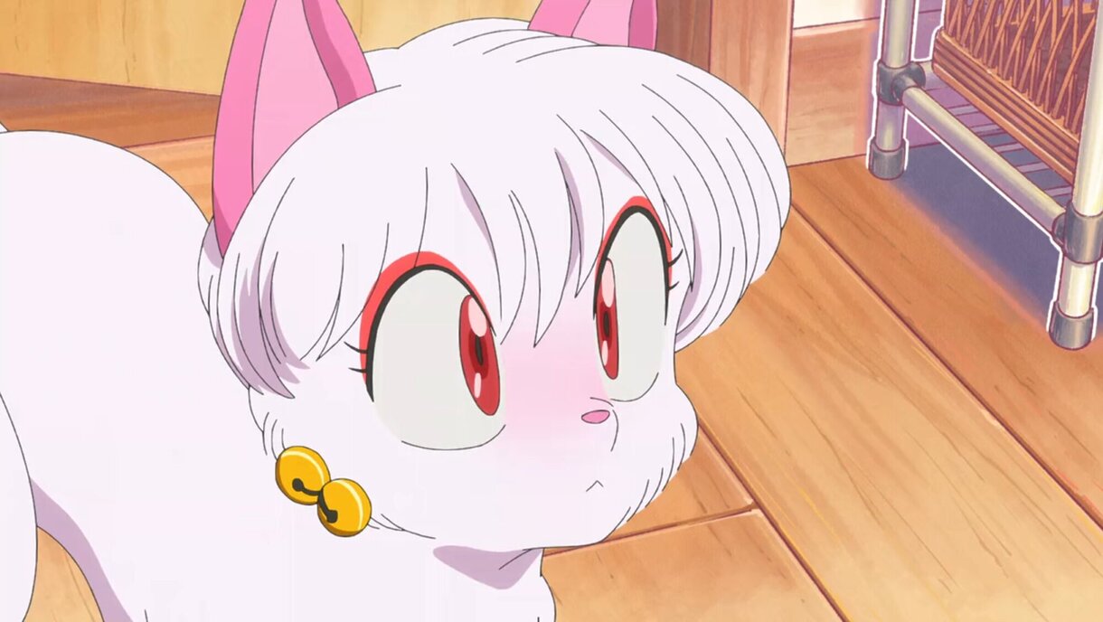 Ranma 1:2 Shampoo gato