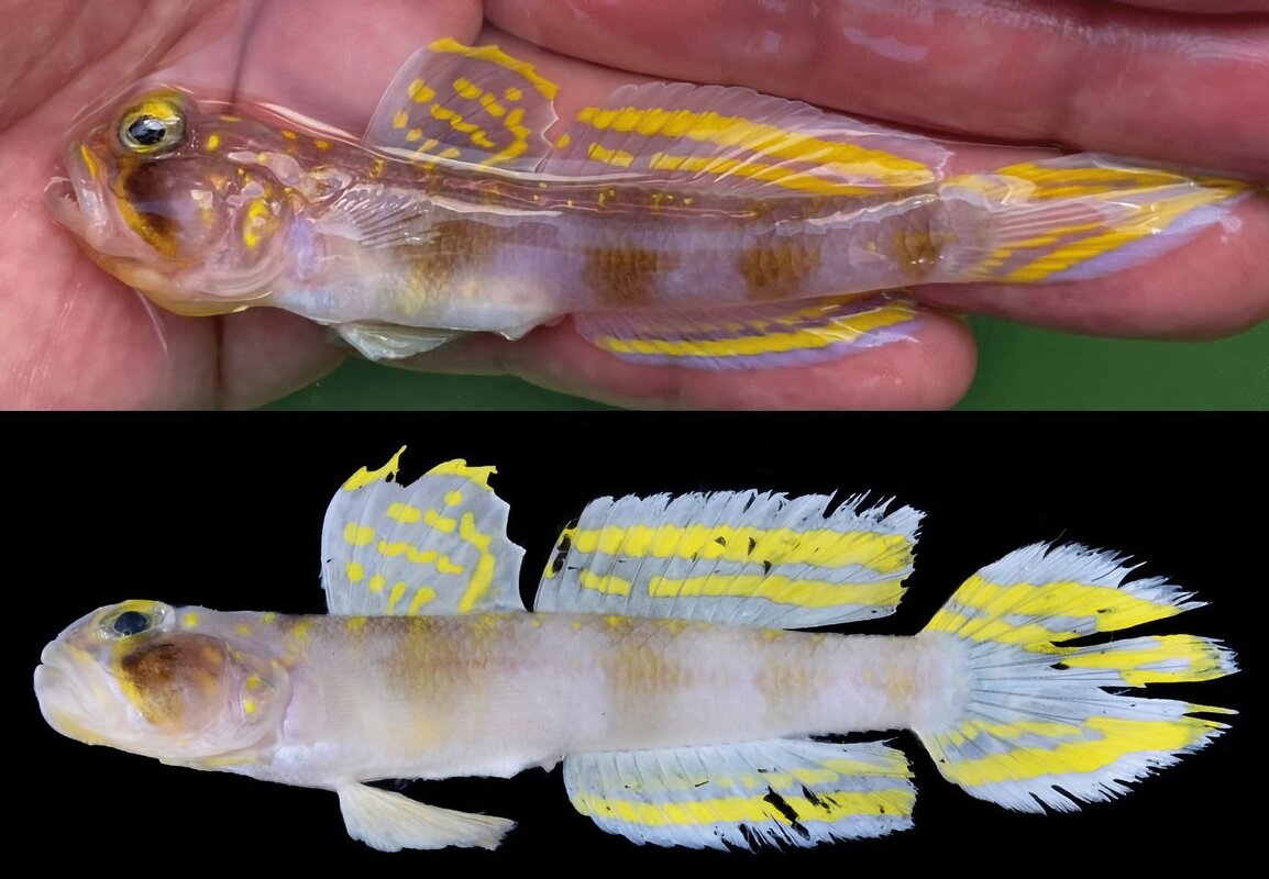 vanderhorstia supersaiyan